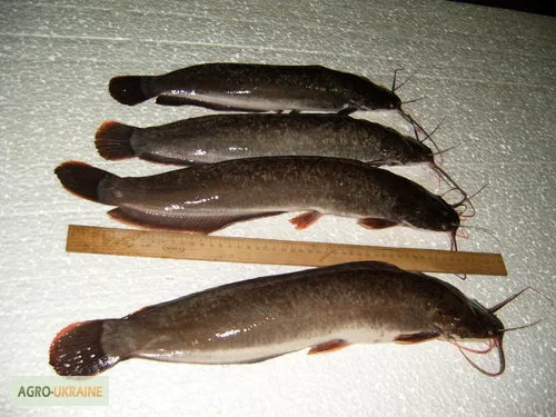 Натуральные пробиотики для рыб и водных жителей- фото № 2