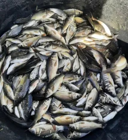 Продаж малька карпа та інших видів риби- фото № 1