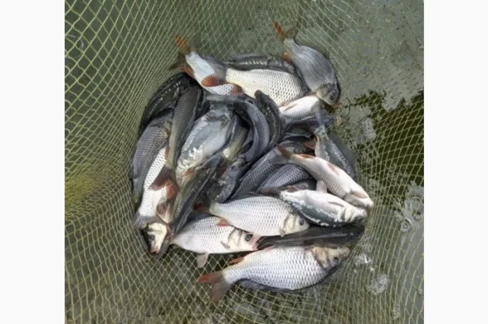 Зарибок цьогорічна: короп, товстолобик, карась- фото № 1