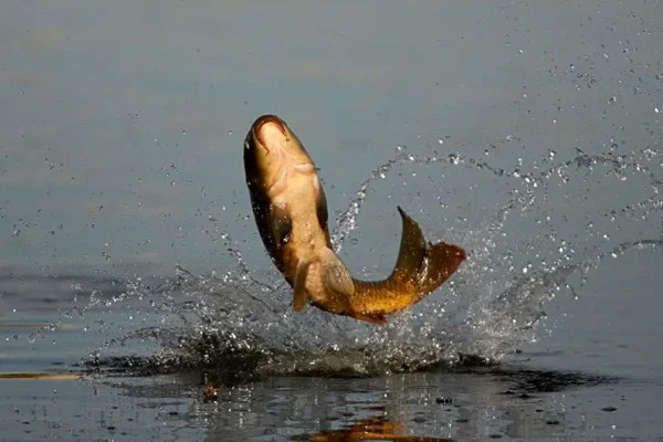 Зарыбление подрощенной личинкой карпа 2024- фото № 1