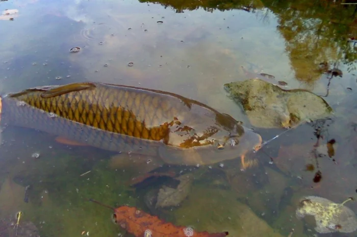 Зариблення різних видів риби в Харкові- фото № 1