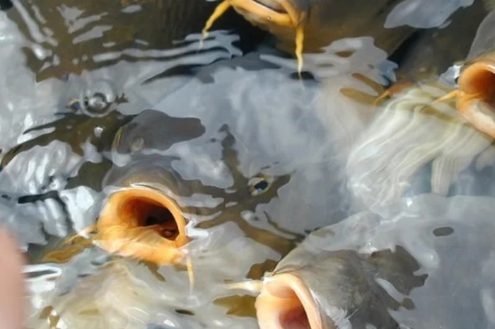 Зарыбление водоемов в Харькове- фото № 1