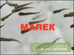 Зарыбление мальком- фото № 1
