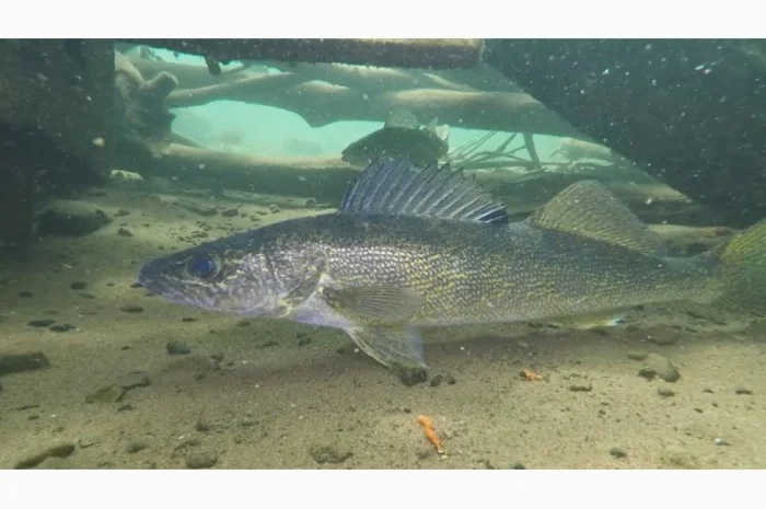 Зарыбление прудов судаком- фото № 1