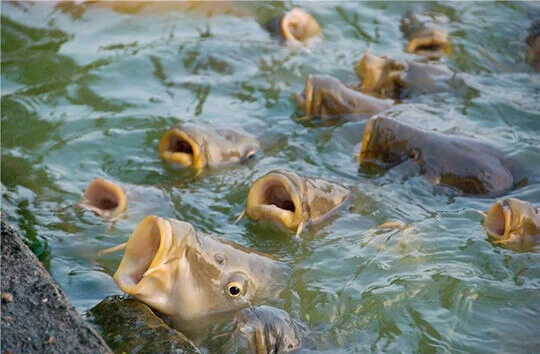 Сезонная распродажа малька карпа- фото № 1