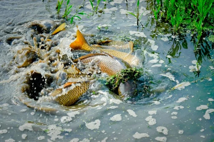 Весняне зариблення водойм у Харкові- фото № 1