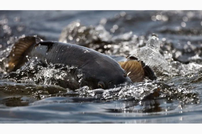 Сентябрьское зарыбление годовиком карпа- фото № 1