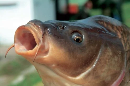 Малек годовик- фото № 1