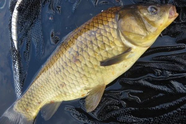 Личинка карпа по низким ценам- фото № 1