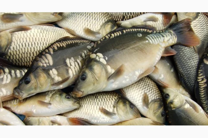 Карп личинка последний выклев- фото № 1