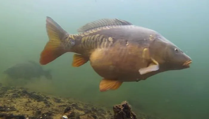 Карп для зарыбления- фото № 1