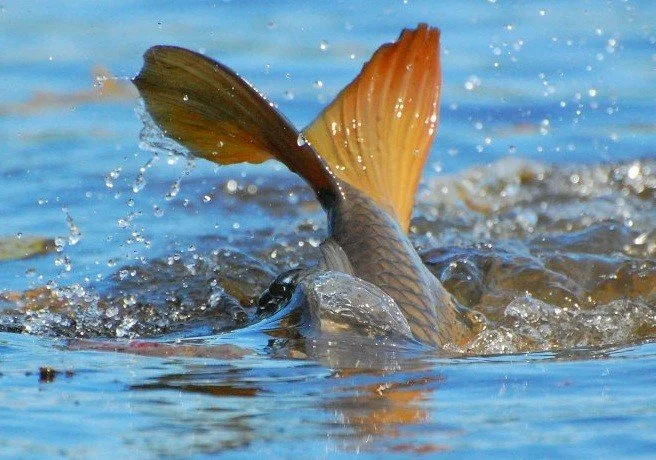 Малек карпа реальное зарыбление- фото № 1