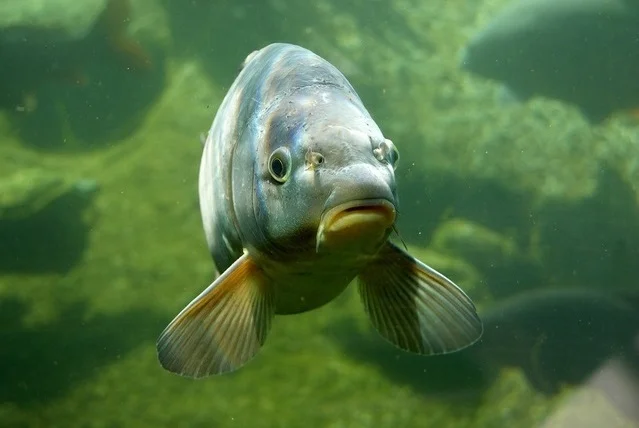 Малек карпів і товстолоба - продаж- фото № 1