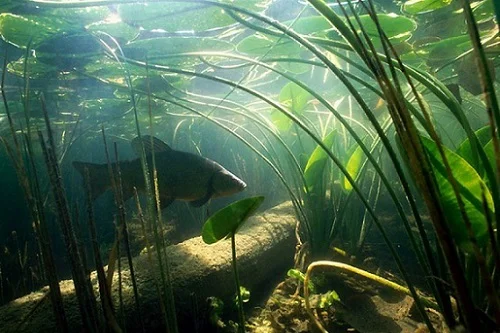 Лучшее предложение по зарыблению- фото № 1