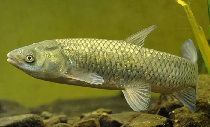 Продам Белого Амура для зарыбления прудов и водоемов- фото № 1