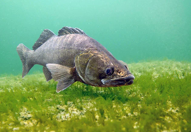 Хищная рыба лучший мелиоратор водоема- фото № 1