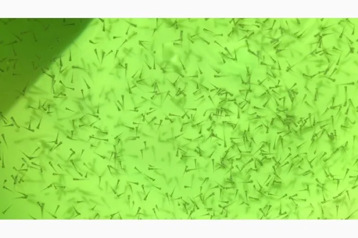 Зарыбление личинкой в весеннее летний сезон- фото № 1