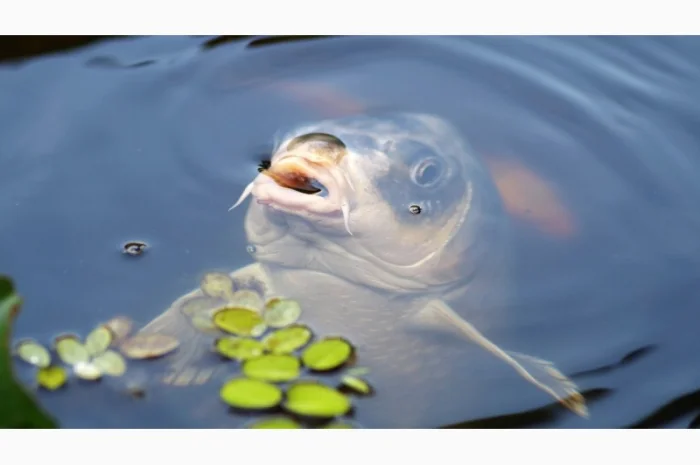 Зарыбляемся правильно- фото № 1