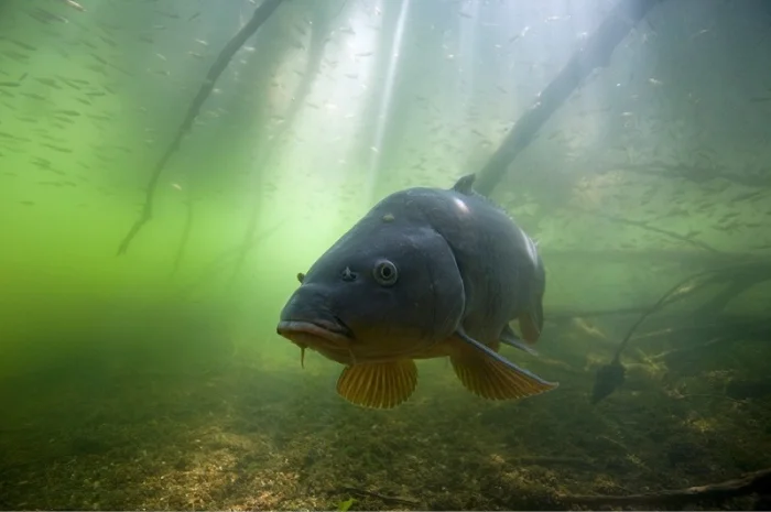 Личинка, малек, сеголетка, годовик для зарыбления- фото № 1