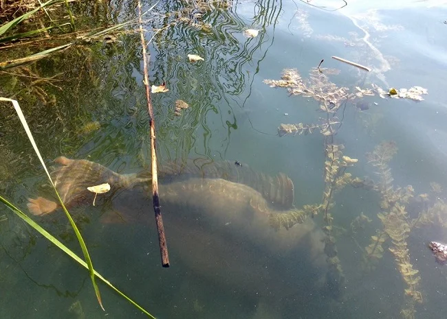 Качественное зарыбление осенью- фото № 1