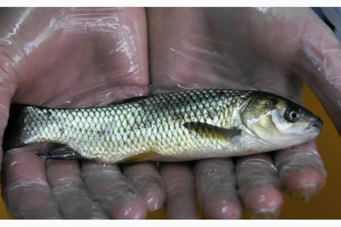 Підрощена личинка білого амура- фото № 1