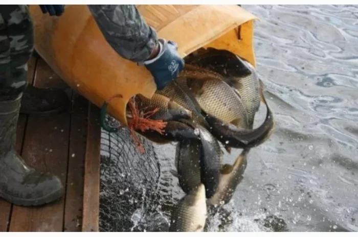 Зариблення водойми у 2024- фото № 1