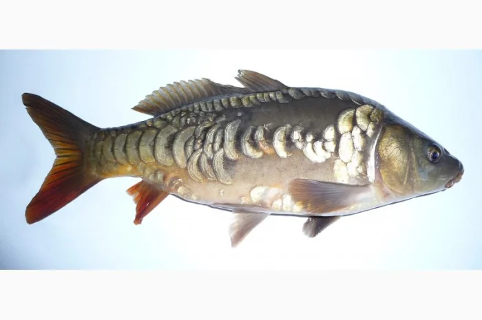 Підрощена личинка дзеркального карпа- фото № 1