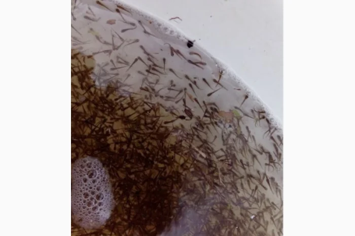 Продаж личинки коропа для зариблення водойми- фото № 1