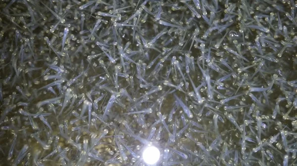 Пяти денна личинка- фото № 1