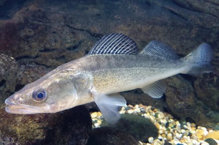 Продаж малька судака- фото № 3