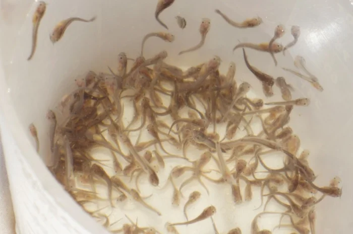 Продам малька кларієвого сома- фото № 1