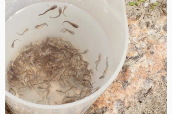 Продам малька кларієвого сома- фото № 2