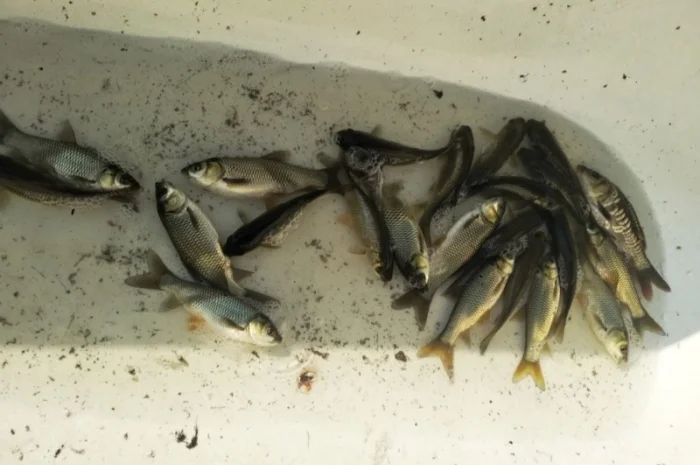 Зарибок Короп, Амур, тостолобік- фото № 1