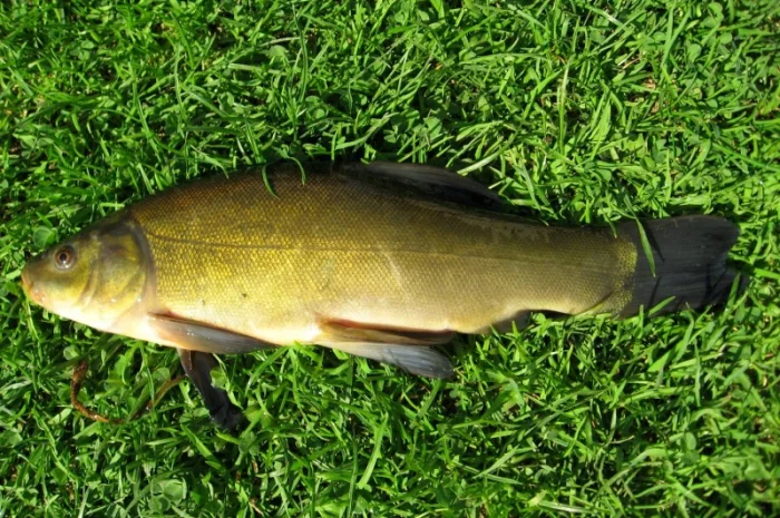 Зарибок лина (Зарыбок линя, лин, линь)- фото № 1