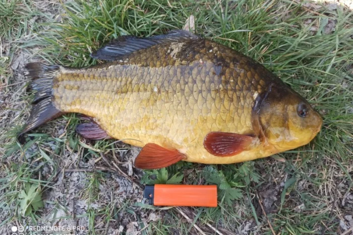 Карась золотий жовтий круглий горбатий (золотой круглый горбатый желтый)- фото № 1