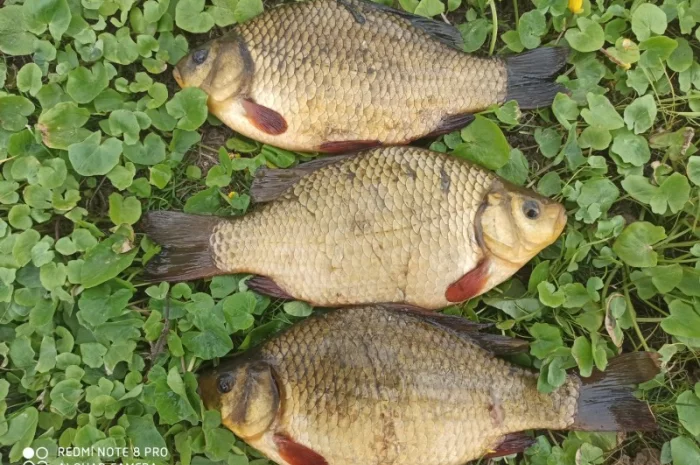 Карась золотий жовтий круглий горбатий (золотой круглый горбатый желтый)- фото № 2