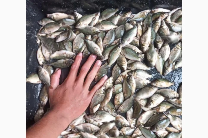 Реалізуємо зарибок коропа- фото № 1