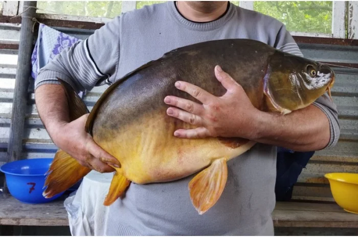 Продам личинку коропа- фото № 1