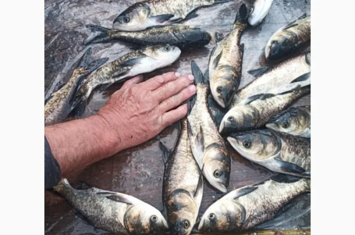 Реалізовуємо зарибок товстолоба/амура- фото № 1