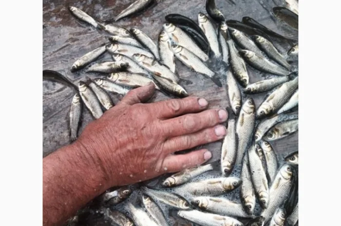 Реалізовуємо зарибок товстолоба/амура- фото № 2