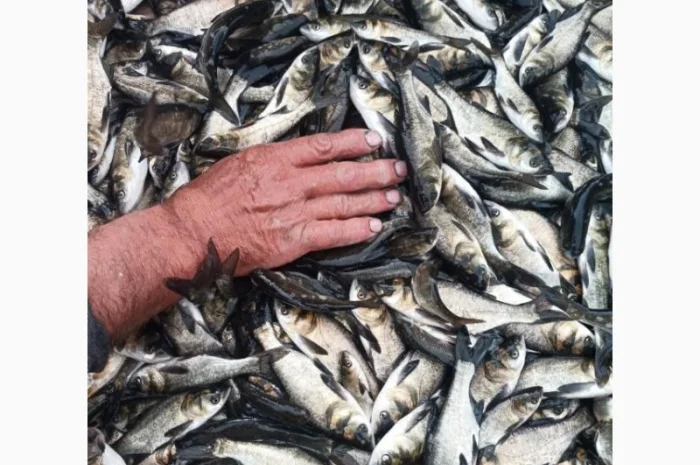 Реалізовуємо зарибок товстолоба/амура- фото № 3