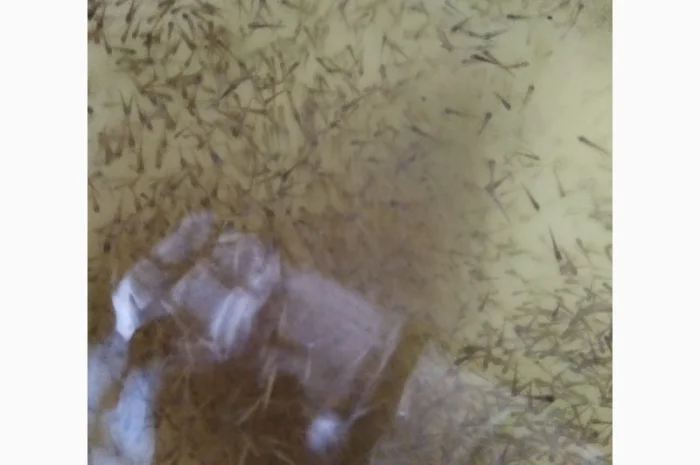 Підрощена личинка коропа, амура- фото № 1