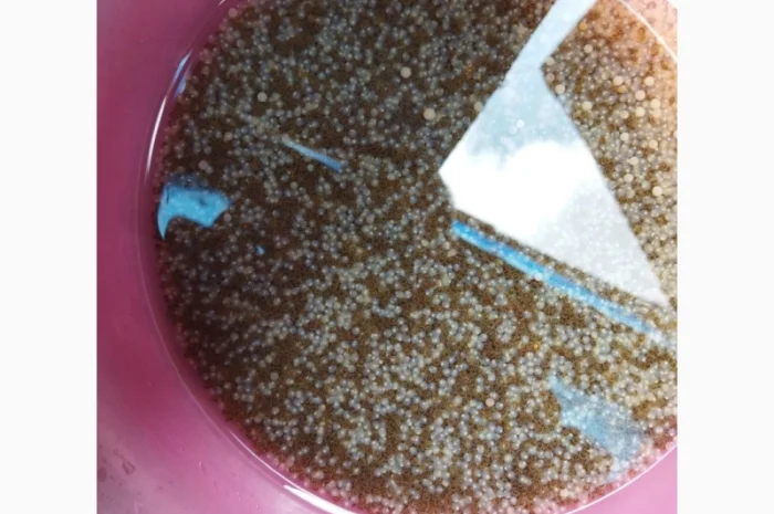 Підрощена личинка коропа, амура- фото № 2