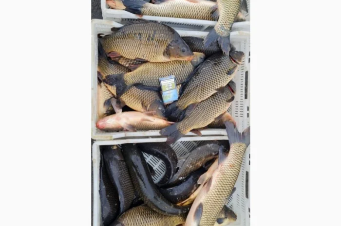 Жива риба- фото № 1