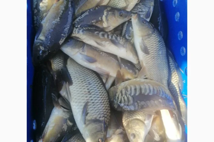 Жива риба- фото № 2