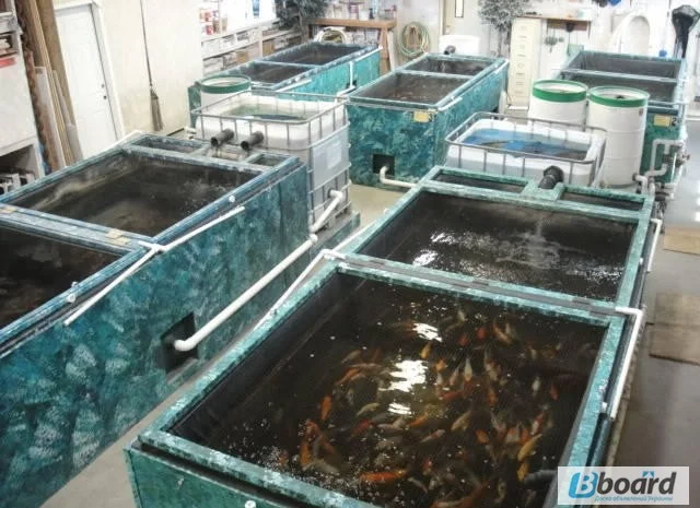 Карпы кои цена, аквариум, рыбки пруд, малек карп кои, карп кои оптом, ферма карп кои, зоомагазин- фото № 19