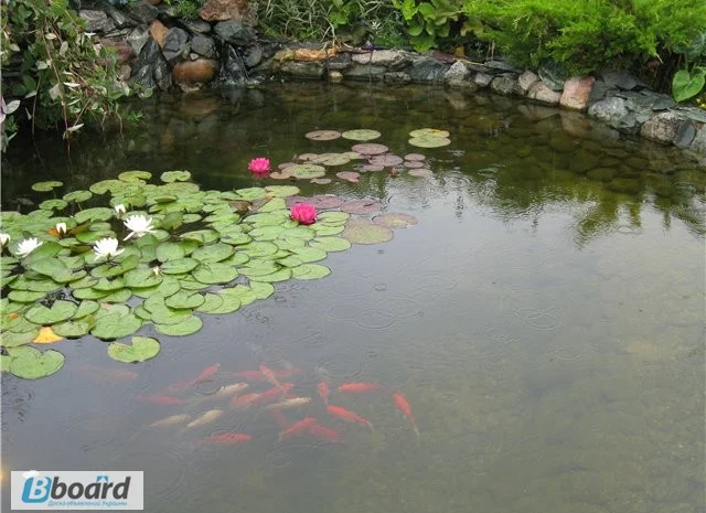 Карпы кои цена, аквариум, рыбки пруд, малек карп кои, карп кои оптом, ферма карп кои, зоомагазин- фото № 16