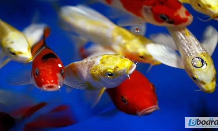 Карпы кои цена, аквариум, рыбки пруд, малек карп кои, карп кои оптом, ферма карп кои, зоомагазин- фото № 15