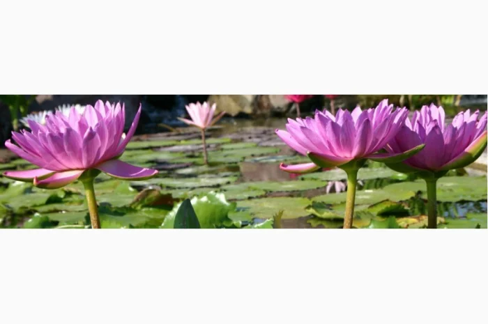 Карпы кои цена, аквариум, рыбки пруд, малек карп кои, карп кои оптом, ферма карп кои, зоомагазин- фото № 14