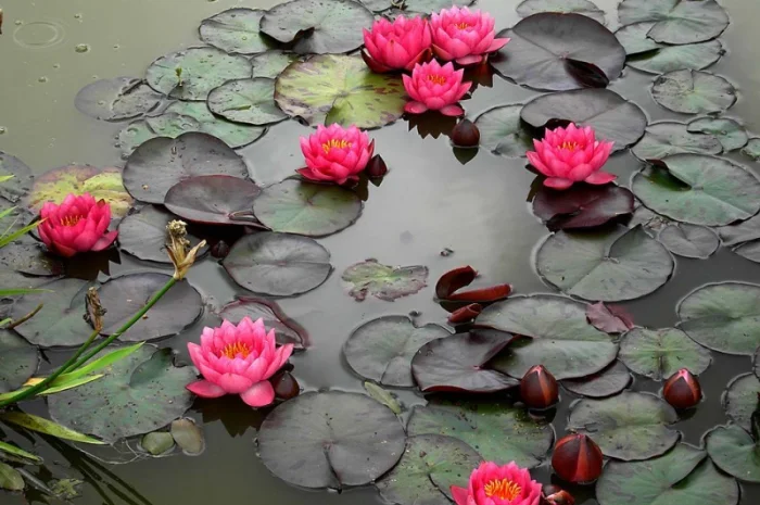 Карпы кои цена, аквариум, рыбки пруд, малек карп кои, карп кои оптом, ферма карп кои, зоомагазин- фото № 12